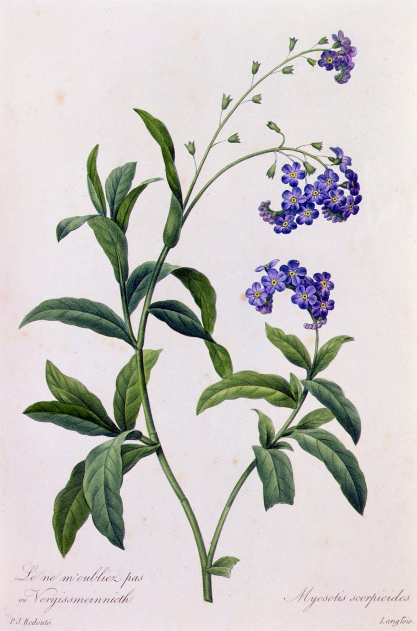 Myosotis Scorpiodes (kolorowy grawerunek) autorstwa Pierre Joseph Redouté