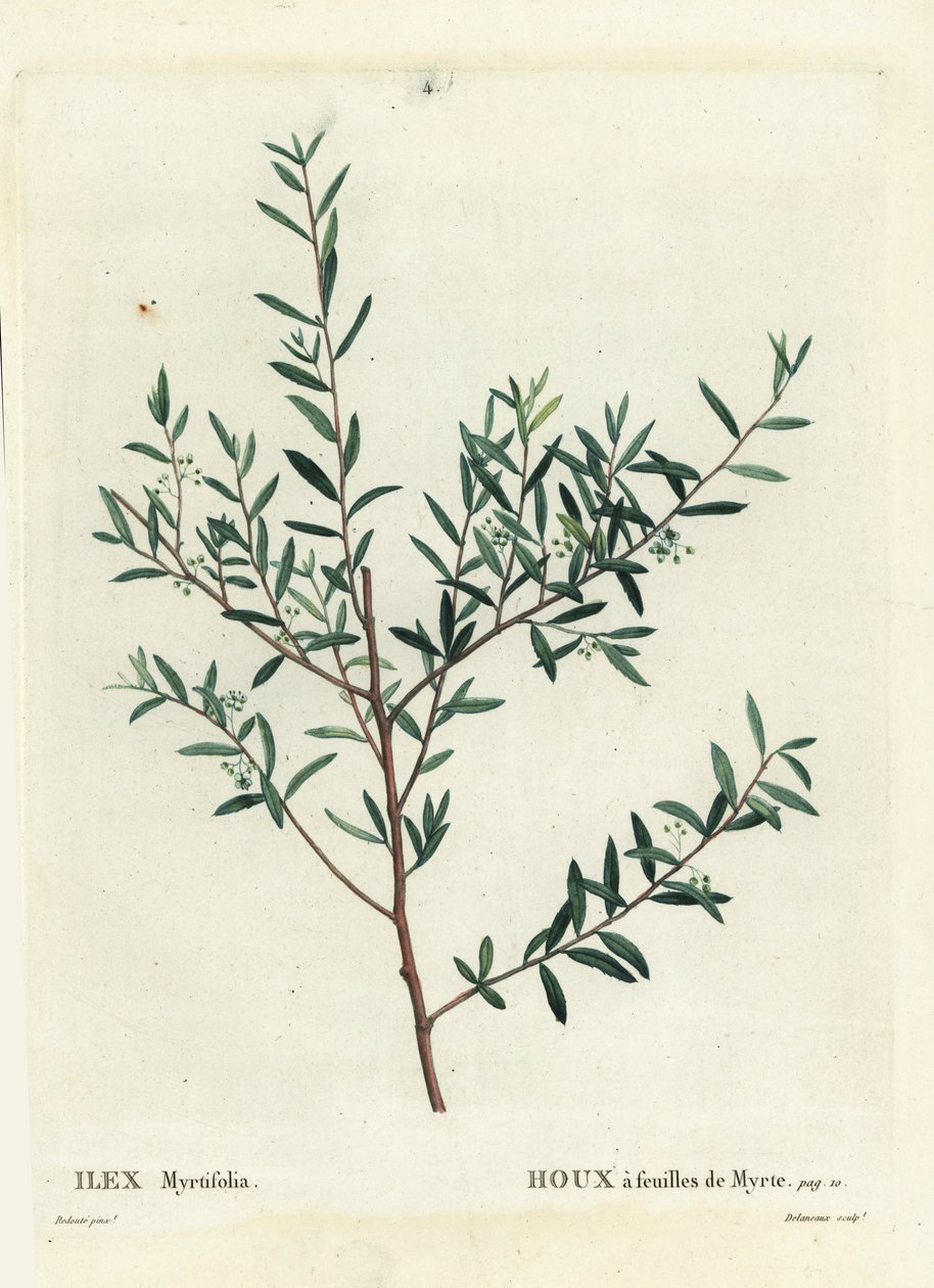 Ostrokrzew mirtowy lub dahoon mirtowy, Ilex myrtifolia. Ręcznie barwiony grawerunek punktowany autorstwa Delaneaux według ilustracji Pierre-Josepha Redoute z Treat des Arbres et Shrustes Henri Louisa Duhamela du Moncel, Paryż autorstwa Pierre Joseph Redouté
