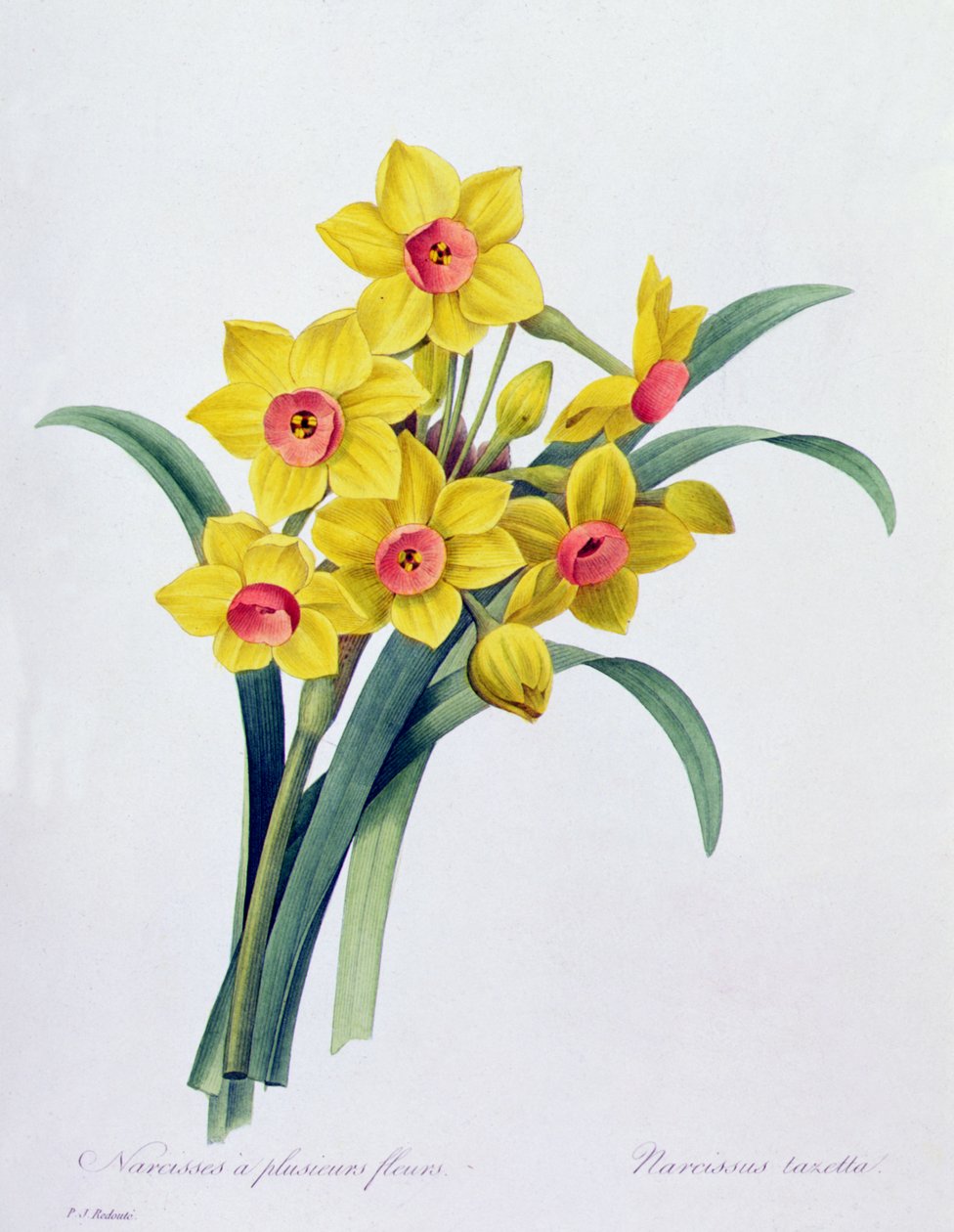 Narcissus Tazetta (kolorowy grawerunek) autorstwa Pierre Joseph Redouté