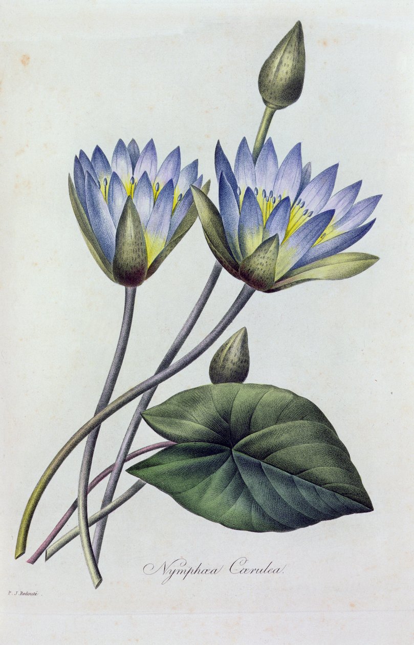 Nymphea Caerulea (kolorowy grawerunek) autorstwa Pierre Joseph Redouté