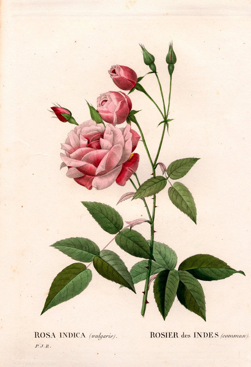 Stary rumieniec, Rosa chinensis, pospolita róża indyjska. Ręcznie barwiony miedzioryt kropkowany z „”Les Roses” Pierre
