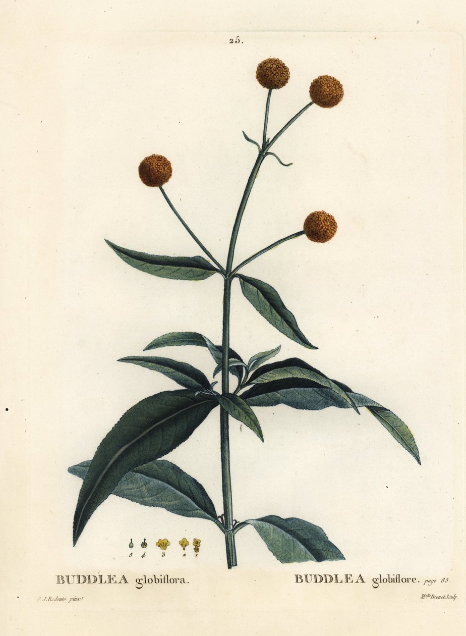Pomarańczowo-kulkowe drzewo lub pomarańczowa kula buddleja, Buddleja globosa (Buddlea globiflora). Ręcznie barwiony grawerunek punktowany przez pannę Brenet na podstawie ilustracji Pierre-Josepha Redoute z Treat des Arbres et Shrustes Henri Louisa Duhamela autorstwa Pierre Joseph Redouté