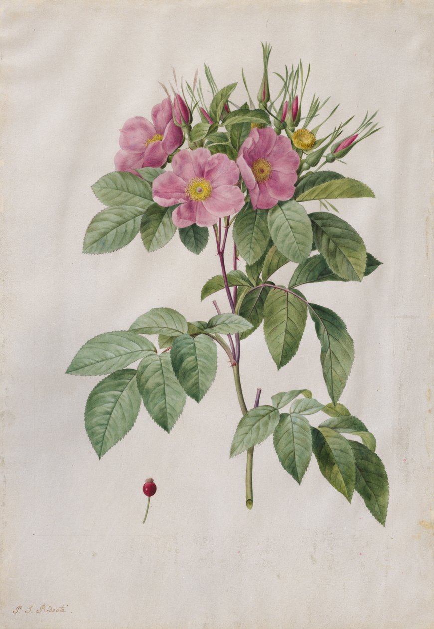 Pastwisko różane (Rosa Carolina Cornymbosa) autorstwa Pierre Joseph Redouté
