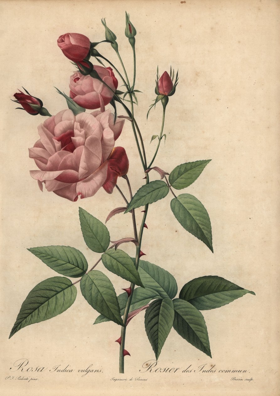 Różowa chińska róża, Rosa chinensis autorstwa Pierre Joseph Redouté
