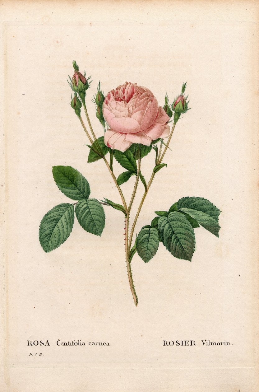 Różowy Vilmorin, Rosa centifolia Vilmorin. Ręcznie barwiony miedzioryt kropkowany z „”Les Roses” Pierre
