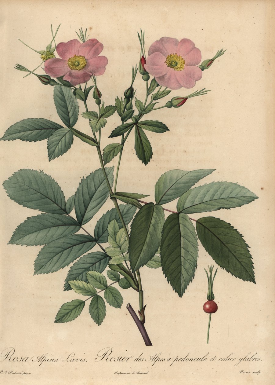Różowa róża alpejska, Rosa pendulina autorstwa Pierre Joseph Redouté