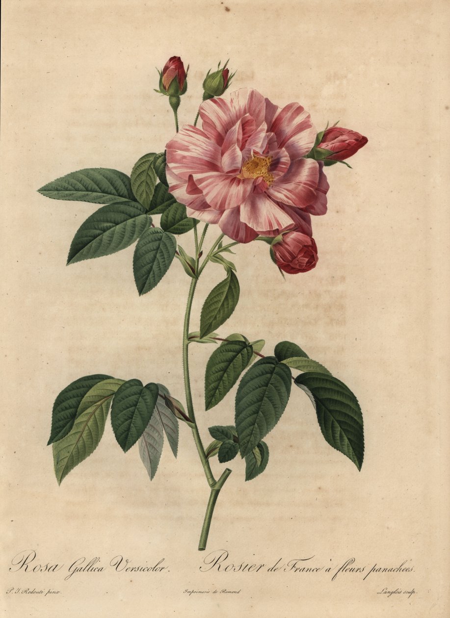 Różowo-biała róża galijska lub róża francuska, Rosa gallica autorstwa Pierre Joseph Redouté