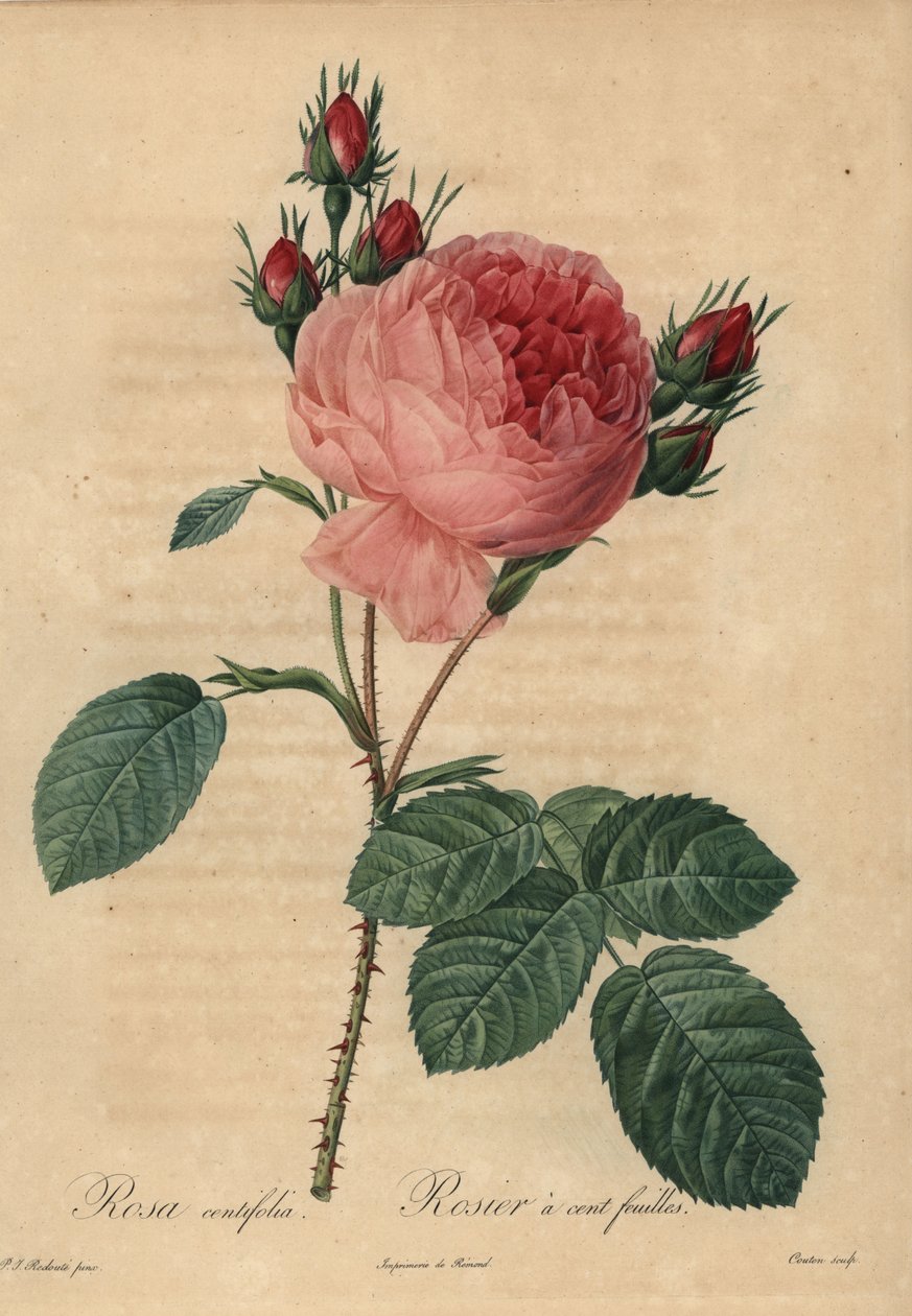 Różowa kapusta różana lub róża prowansalska, Rosa centifolia autorstwa Pierre Joseph Redouté