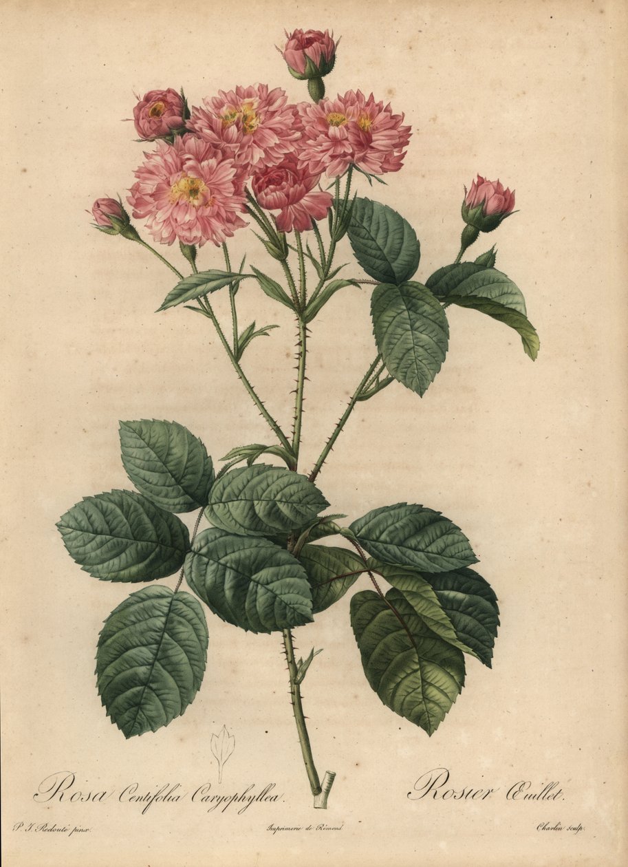 Różowa goździkowa róża kapuściana, Rosa centifolia autorstwa Pierre Joseph Redouté