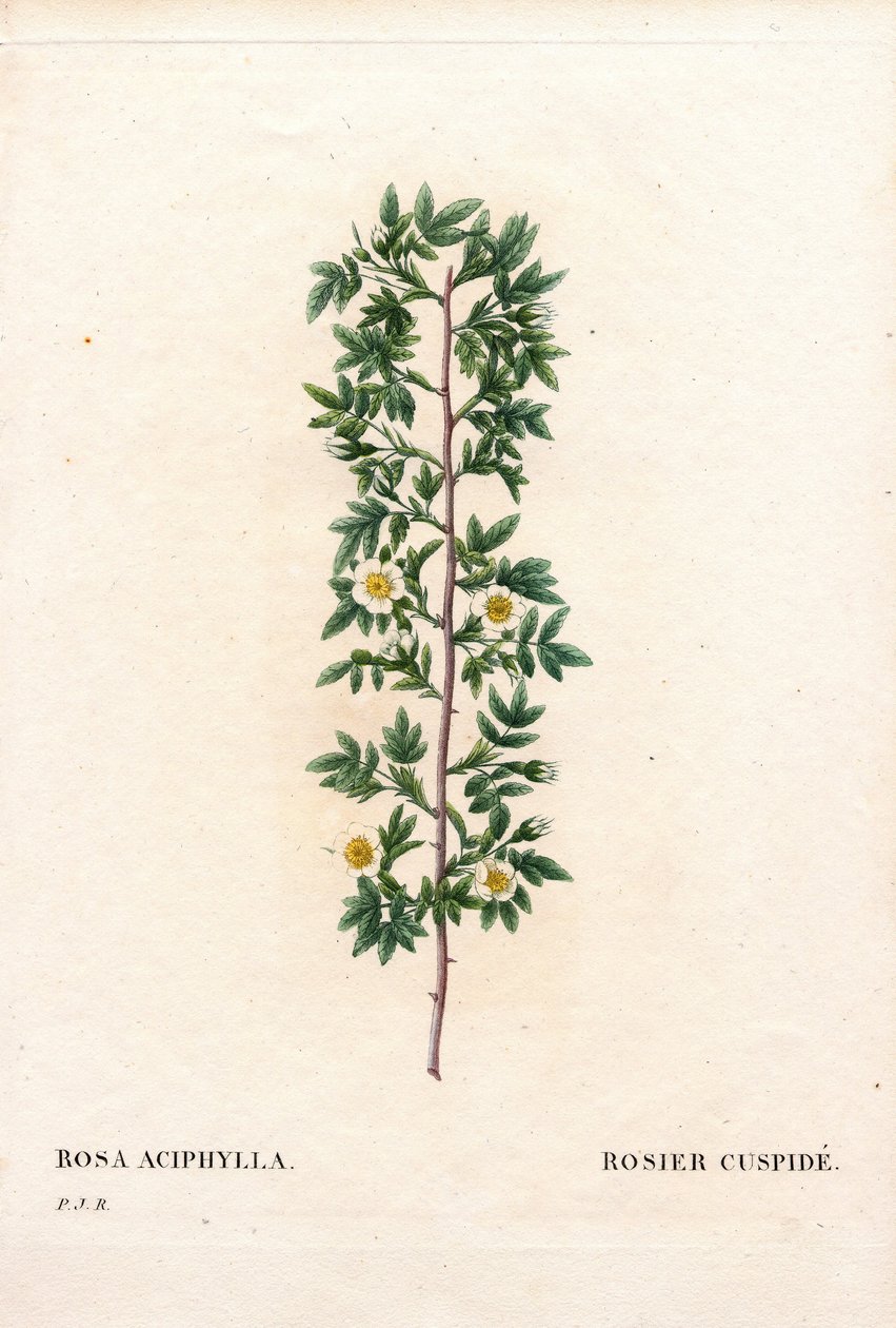 Różowy cuspidate, odmiana Rosa canina. Róża krukowa, Rosa aciphylla. Ręcznie barwiony miedzioryt kropkowany z „”Les Roses” Pierre