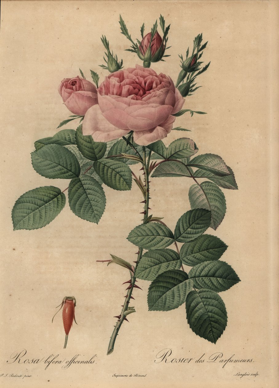 Różowa róża hybrydowa, Rosa bifera autorstwa Pierre Joseph Redouté