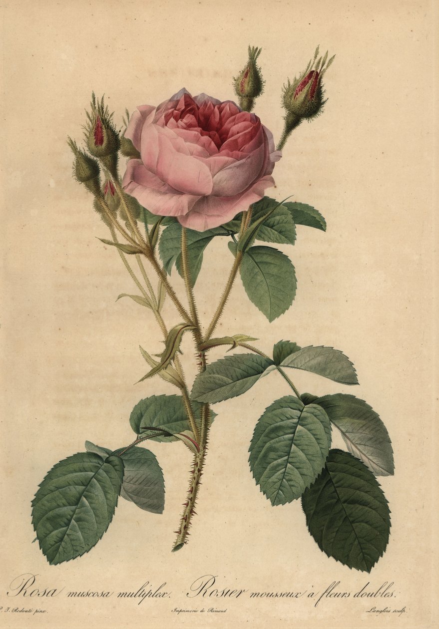 Różowa róża z mchu, Rosa centifolia f. muscosa autorstwa Pierre Joseph Redouté