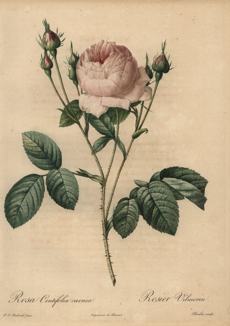 Różowa róża, Rosa centifolia carnea autorstwa Pierre Joseph Redouté