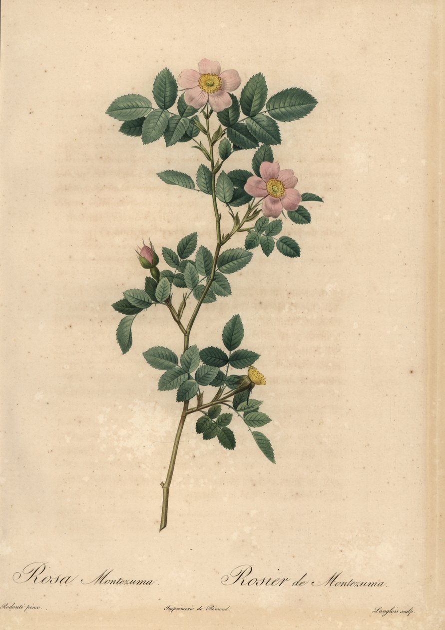 Różowa róża, Rosa montezuma autorstwa Pierre Joseph Redouté