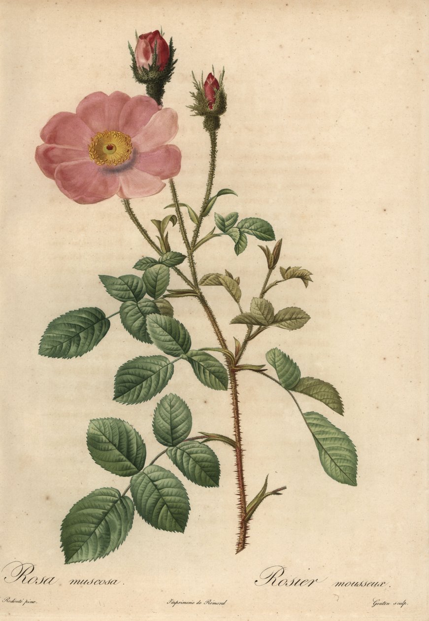 Różowa róża, Rosa muscosa autorstwa Pierre Joseph Redouté