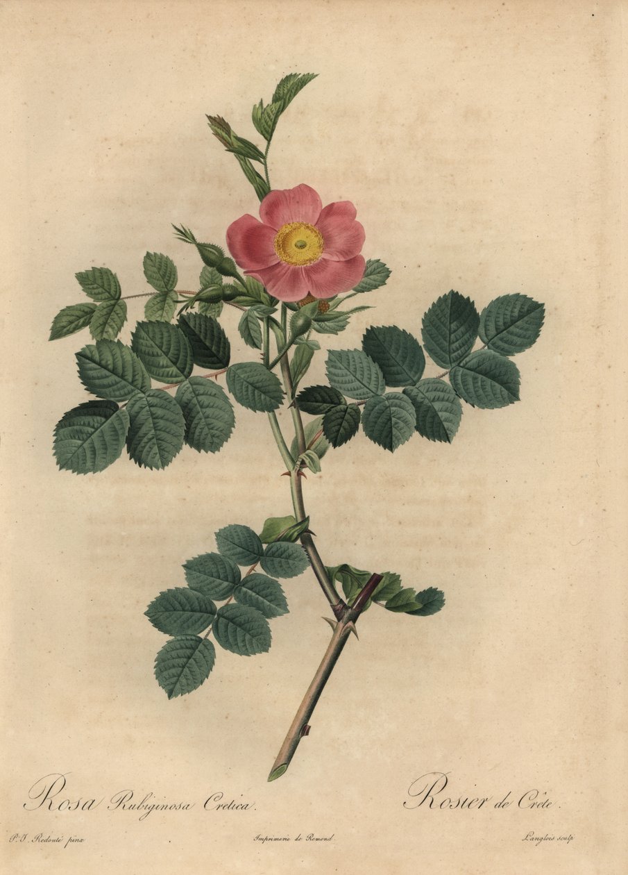Różowa róża z trzciny cukrowej, Rosa autorstwa Pierre Joseph Redouté