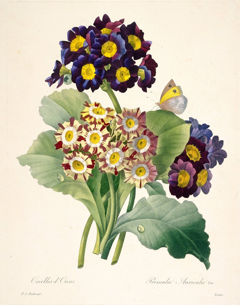 Primula auricula Pierwiosnki, 1827. autorstwa Pierre Joseph Redouté