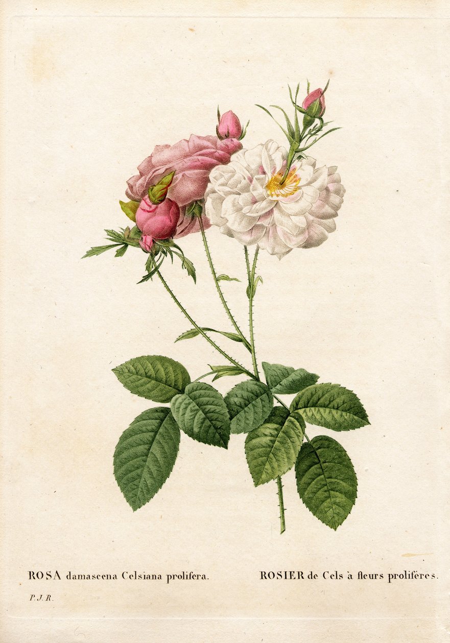 Obfity wzrost Cels, Rosa damascena var. incarnata-maxima, Cels Rose ma rozmnażane kwiaty. Ręcznie barwiony miedzioryt kropkowany z „”Les Roses” Pierre