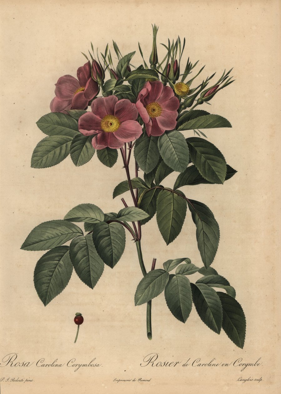 Purpurowa róża karolińska lub róża pastwiskowa, Rosa carolina corymbosa autorstwa Pierre Joseph Redouté