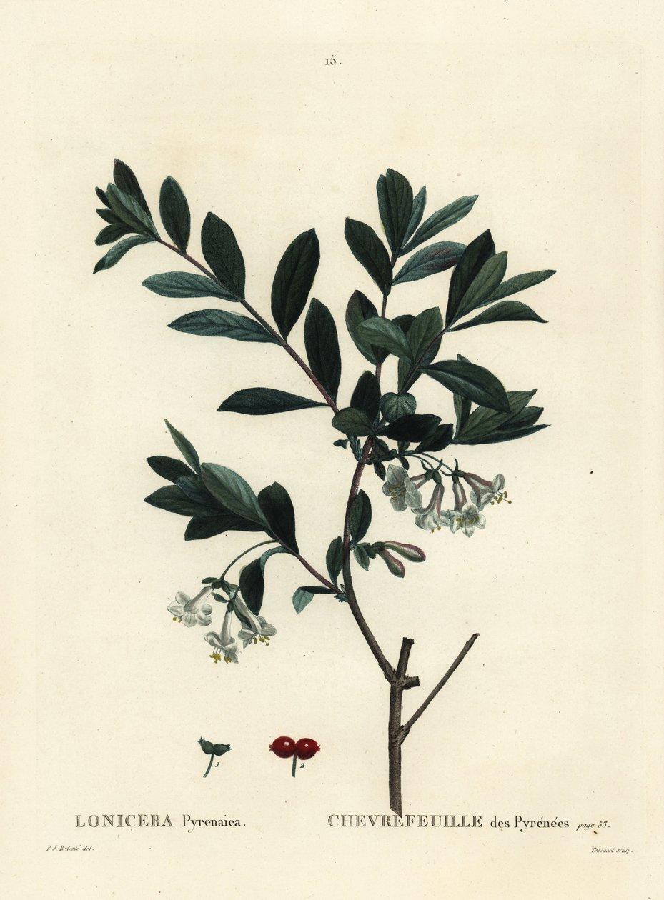 Wiciokrzew pirenejski, Lonicera pyrenaica. Ręcznie barwiony grawerunek punktowany autorstwa Tessaerta według ilustracji Pierre-Joseph Redoute z Treat des Trees et Shrustes Henri Louisa Duhamela du Moncel, Paryż autorstwa Pierre Joseph Redouté
