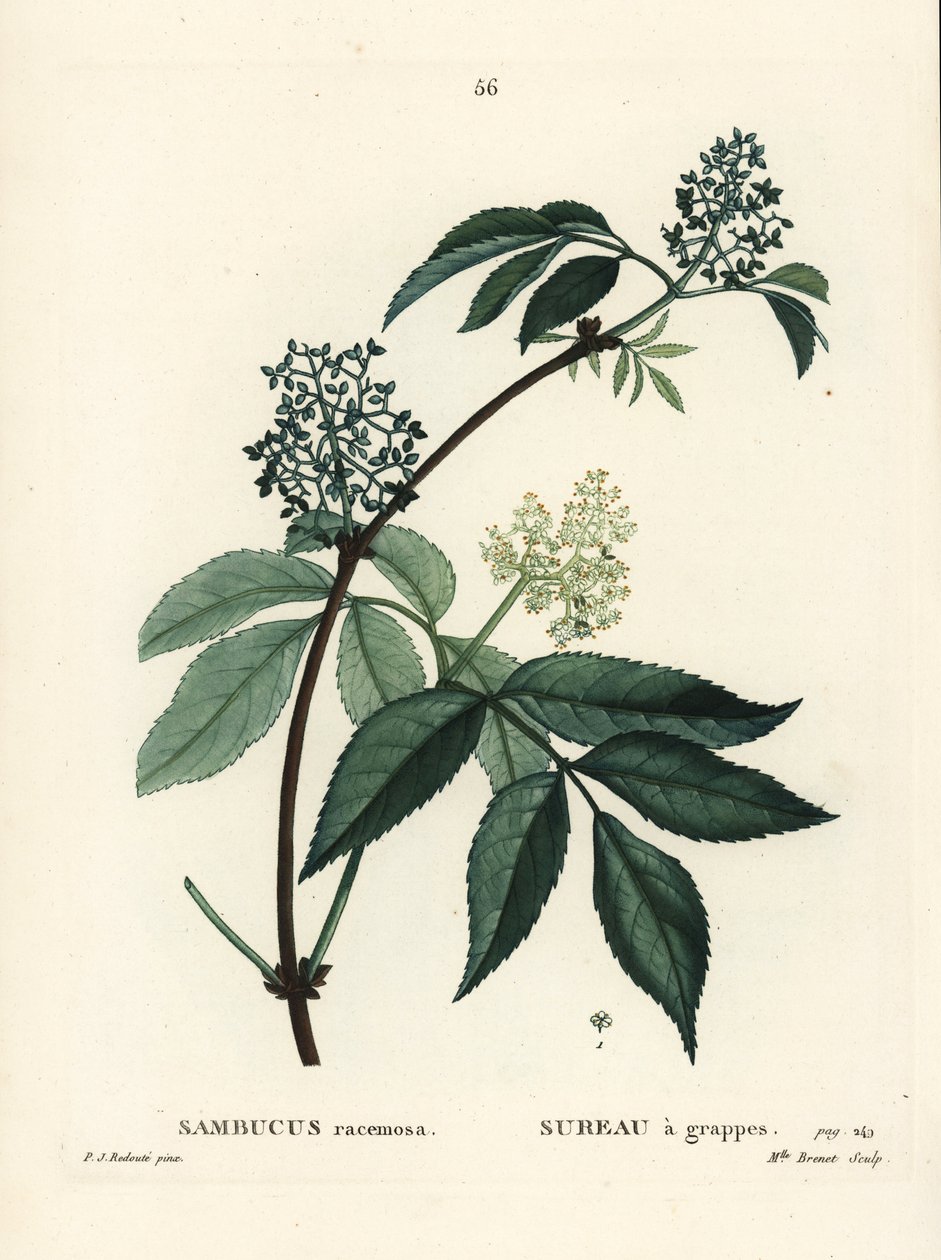 Czerwony bez lub czerwono-jagodowy bez, Sambucus racemosa. Ręcznie barwiony grawerunek punktowany przez pannę Brenet według ilustracji Pierre-Joseph Redoute z Treat des Arbres et Shrustes Henri Louisa Duhamela du Moncel, Paryż autorstwa Pierre Joseph Redouté