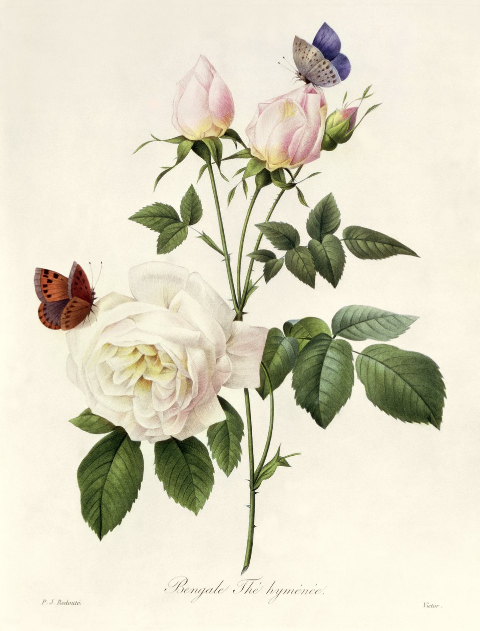 Rosa: Bengale Hymenes, z „Les Roses”, XIX wiek autorstwa Pierre Joseph Redouté