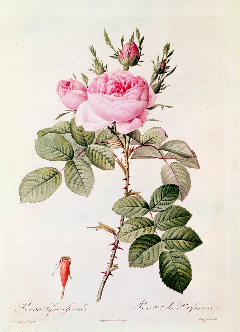 Rosa Bifera Officinalis, z "Les Roses" Claude