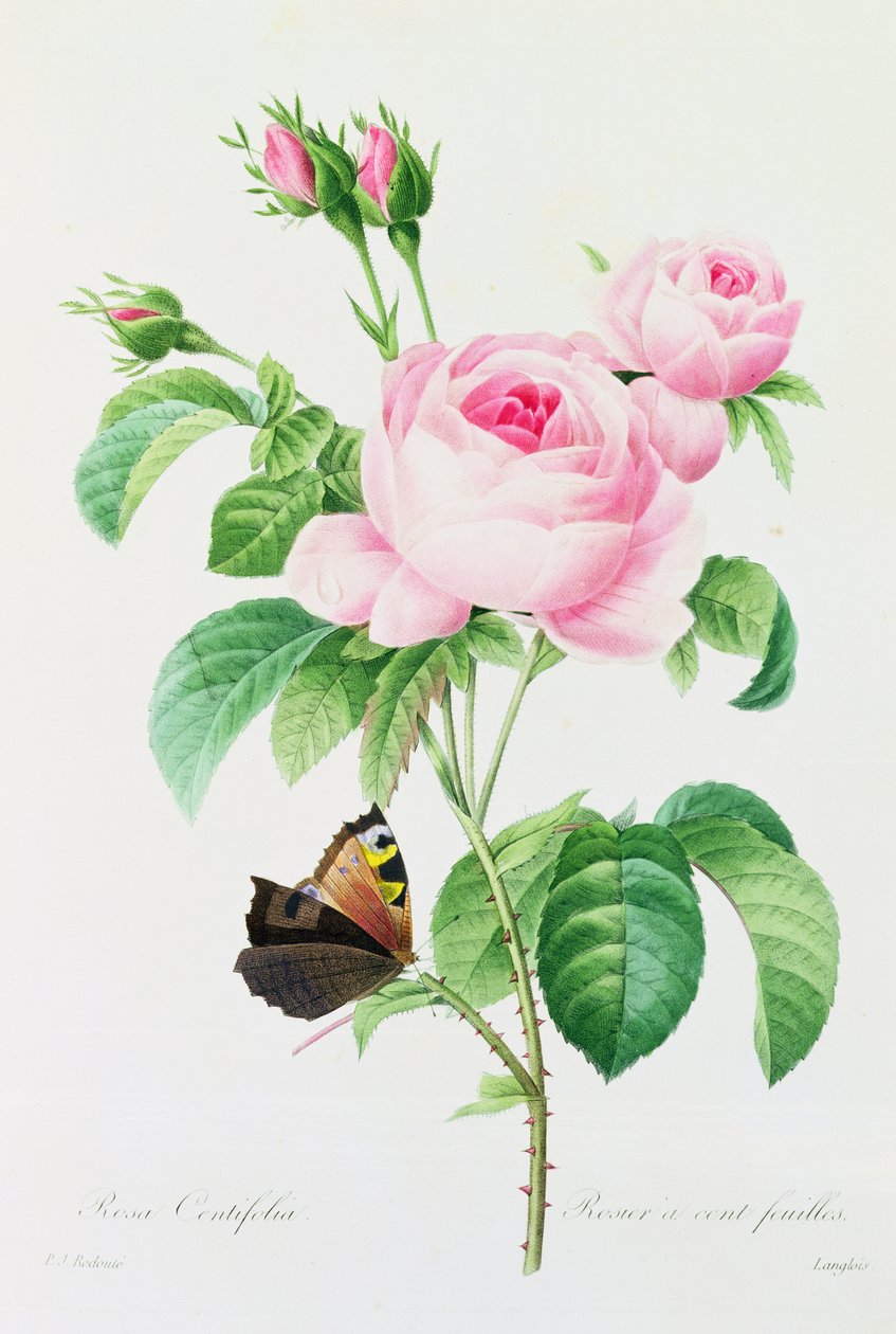 Rosa Centifola (kolorowy grawerunek) autorstwa Pierre Joseph Redouté