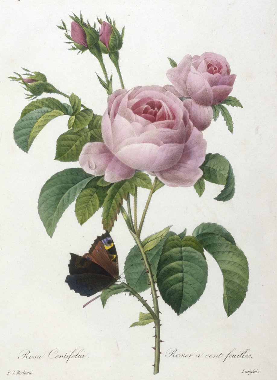 Rosa Centifolia, Rosier a cent-feuilles, z Wybór najpiękniejszych kwiatów i najpiękniejszych owoców, 1827 (ręcznie barwione kropkowane grawerowanie) autorstwa Pierre Joseph Redouté