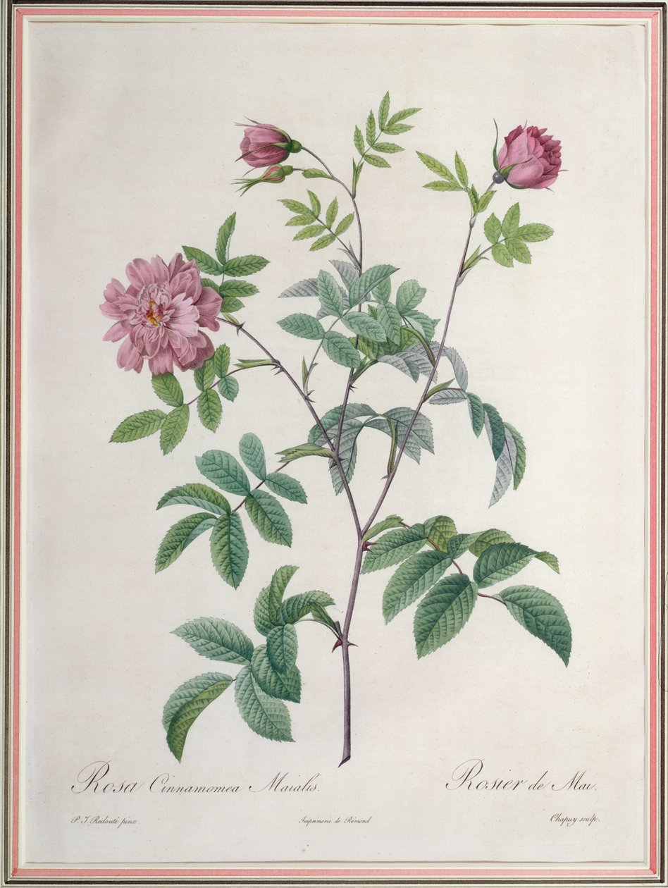 Rosa Cinnamomea Maialis, grawerowane przez Chapuy, wydane przez Remond autorstwa Pierre Joseph Redouté