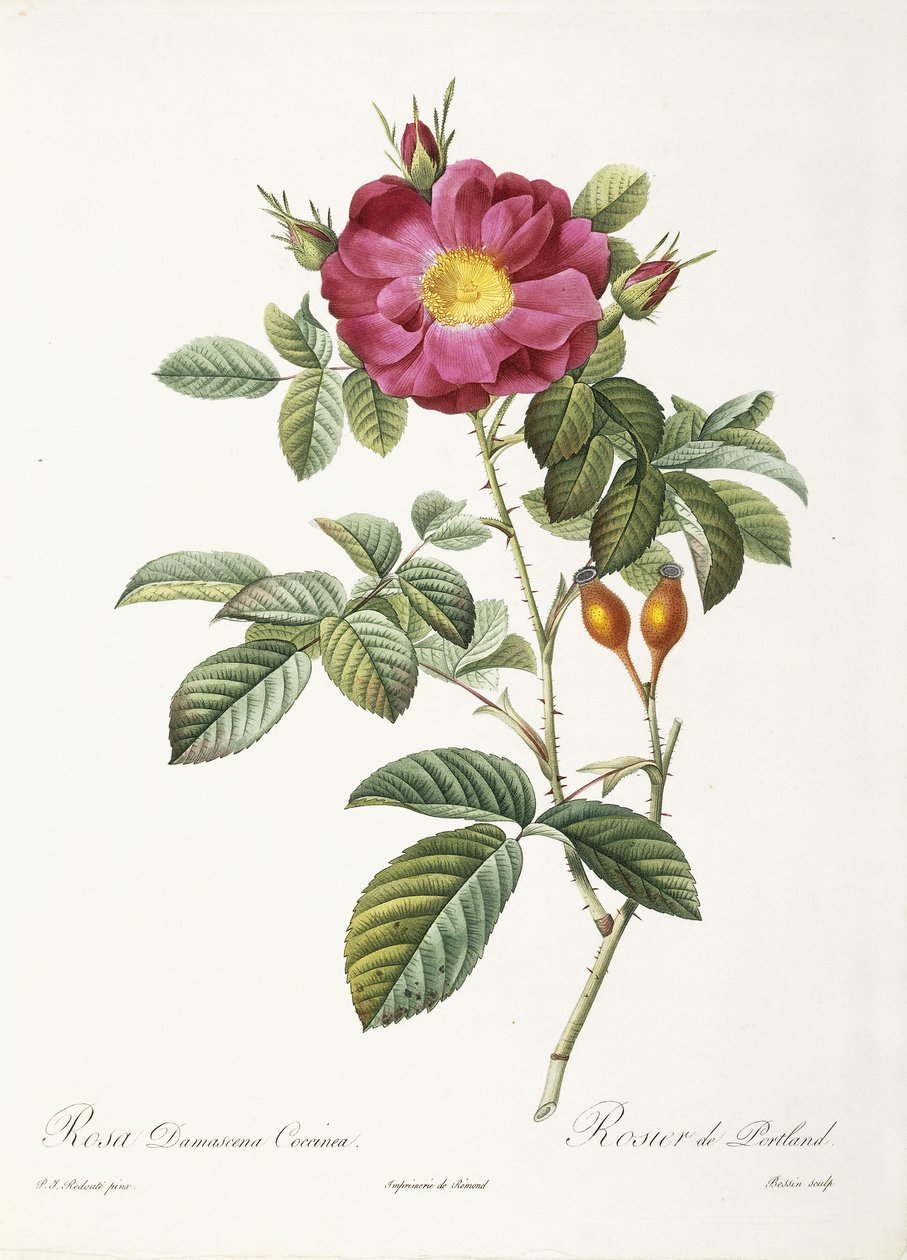 Rosa Damascena Coccina autorstwa Pierre Joseph Redouté