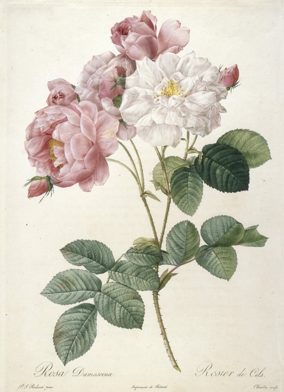 Rosa Damascena, Rosier de Cels, z Les Roses, 1817-24 (ręcznie barwiony grawer punktowy) autorstwa Pierre Joseph Redouté