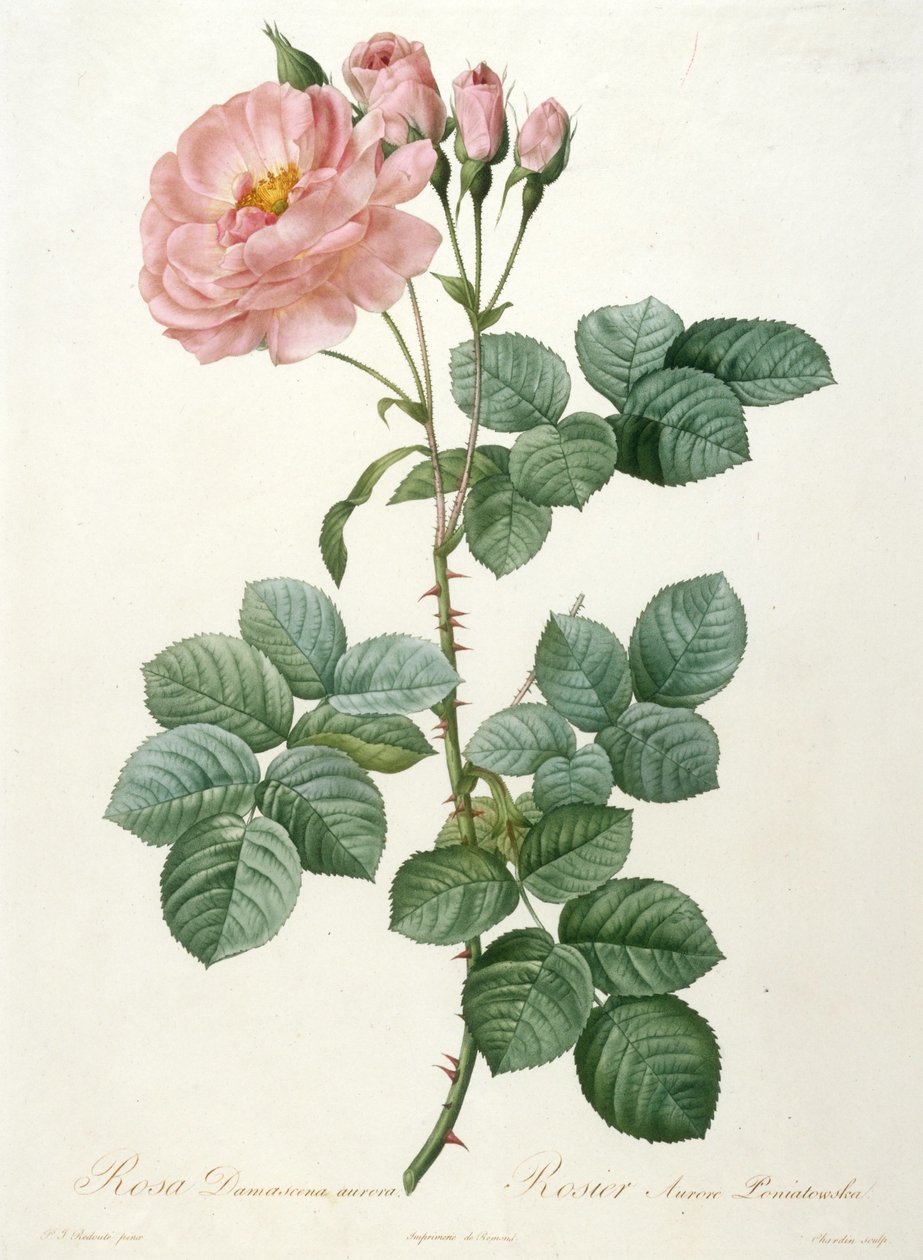 Rosa Damascena aurora, Rosier Aurore Poniatowska Z La Couronne de roses, 1817-1824. autorstwa Pierre Joseph Redouté