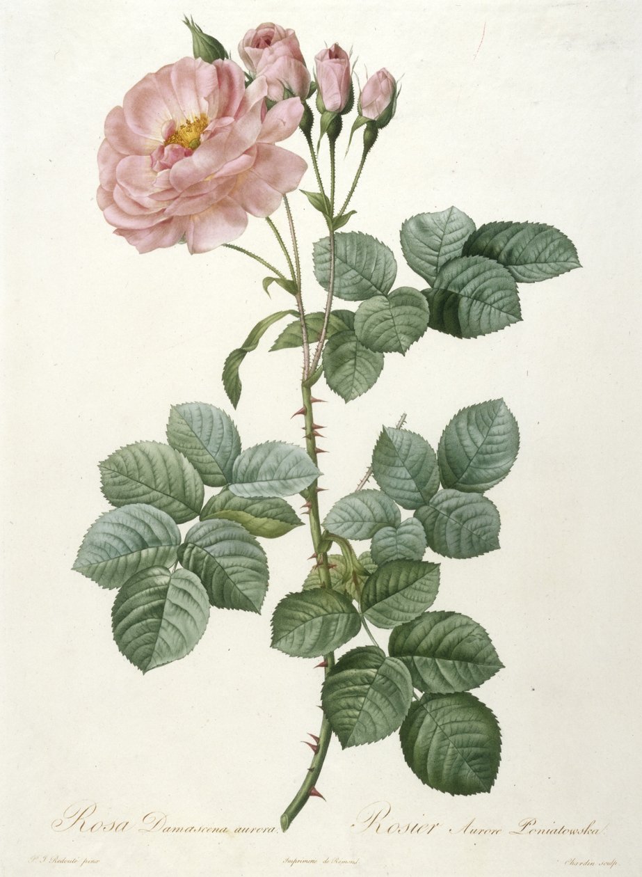 Rosa Damascena aurora, Rosier Aurore Poniatowska, z La Couronne Des Roses, 1817-1824 (ręcznie barwione kropkowane grawerowanie) autorstwa Pierre Joseph Redouté