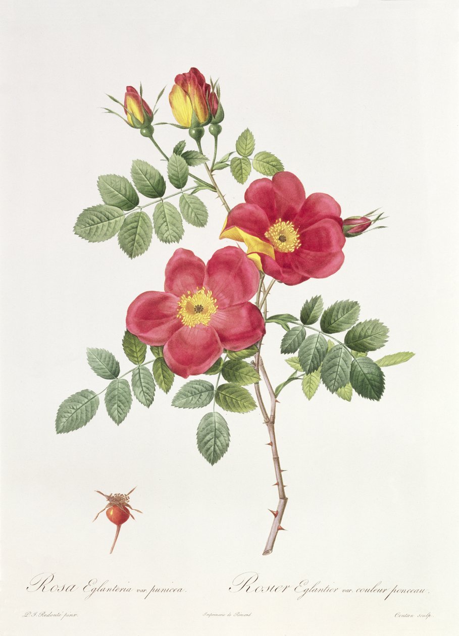 Rosa Eglantera Punicea autorstwa Pierre Joseph Redouté