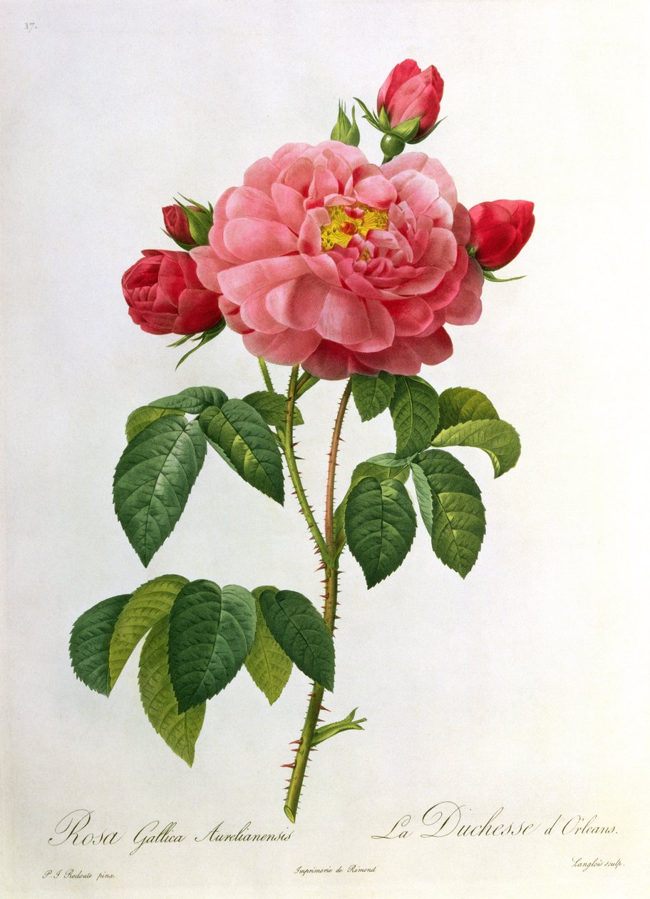 Rosa Gallica Aurelianensis, rytowany przez Eustachego Hyacinthe Langlois (1777-1837) autorstwa Pierre Joseph Redouté