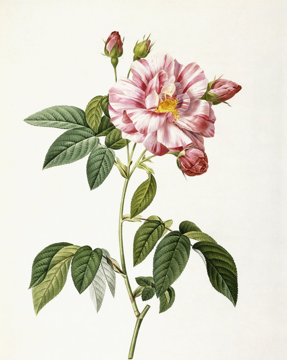 Rosa Gallica Versicolor autorstwa Pierre Joseph Redouté