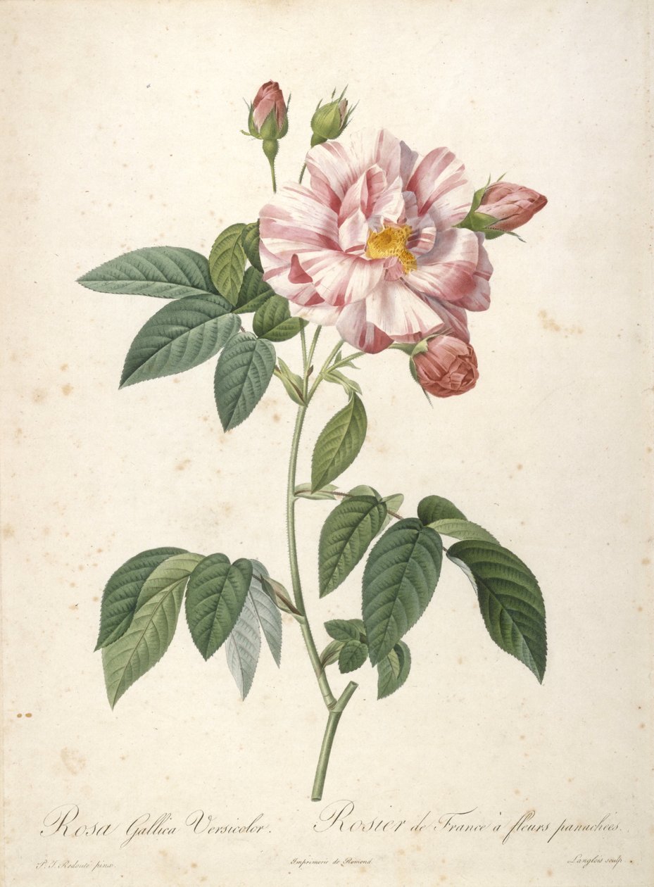Rosa Gallica Versicolor, Rosier de France a fleurs panachees, z Les Roses, 1817-24 (ręcznie barwione kropkowane grawerowanie) autorstwa Pierre Joseph Redouté