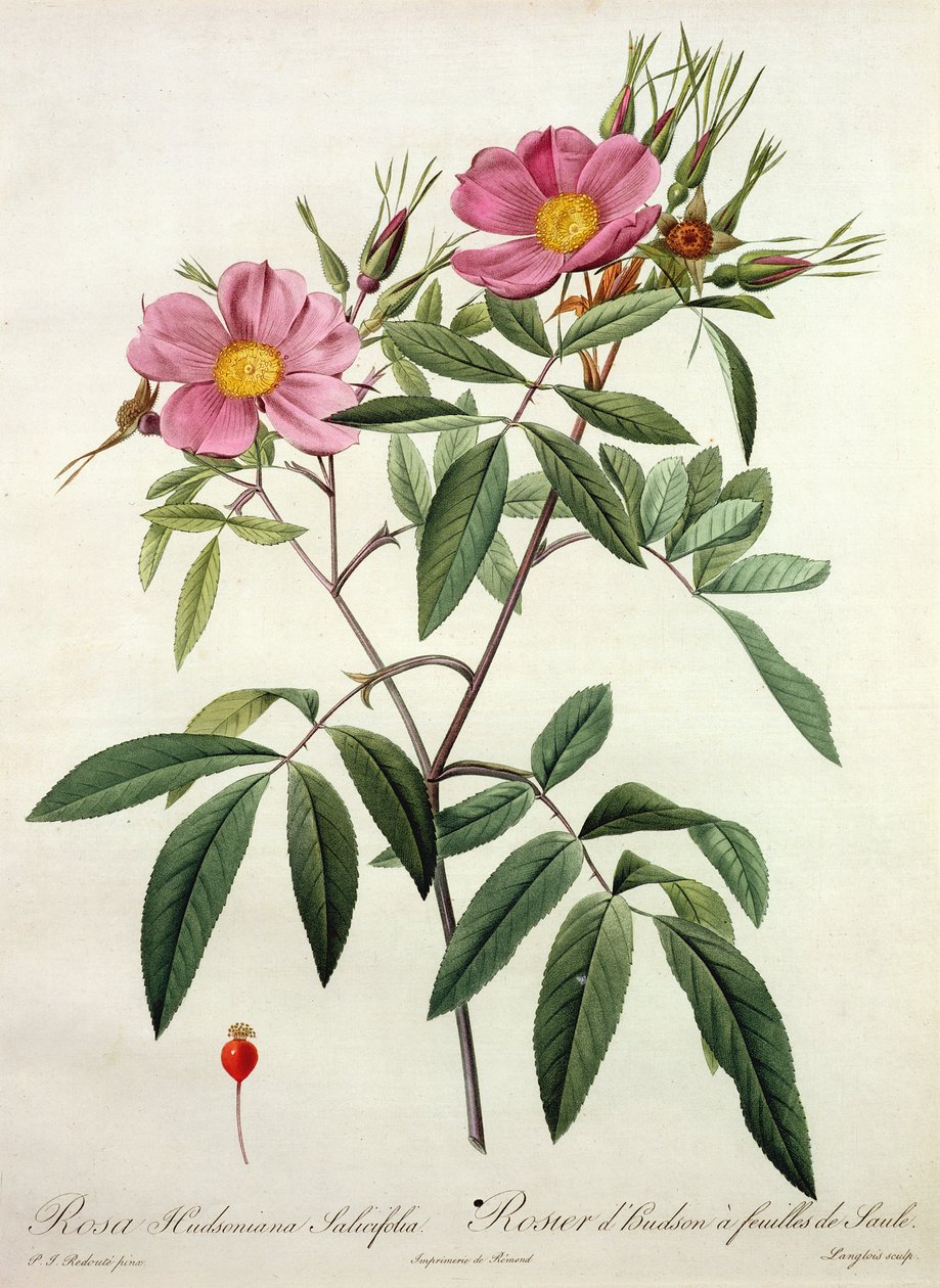 Rosa Hudsoniana Salicifolia, grawerowane przez Langlois, wydane przez Remond autorstwa Pierre Joseph Redouté
