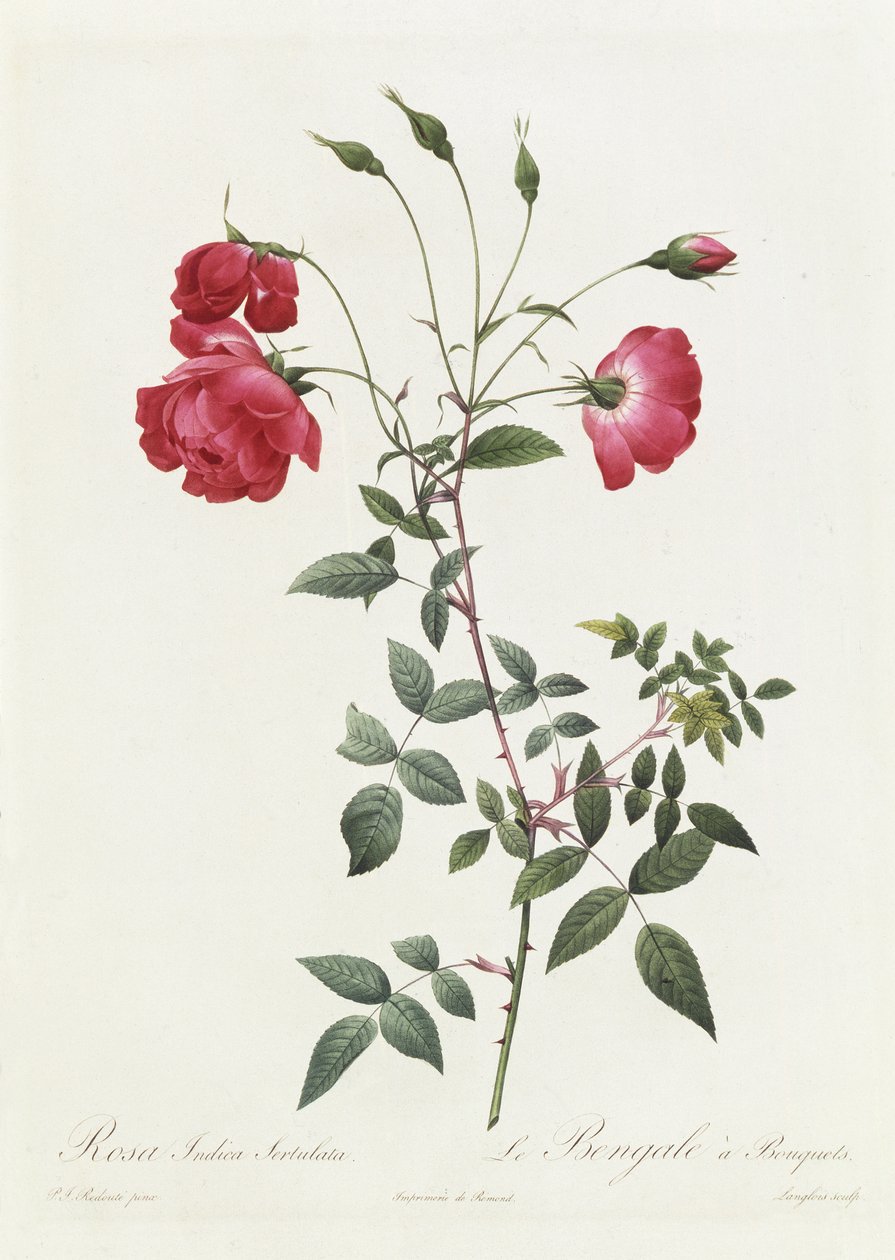 Rosa Indica Sertulata autorstwa Pierre Joseph Redouté