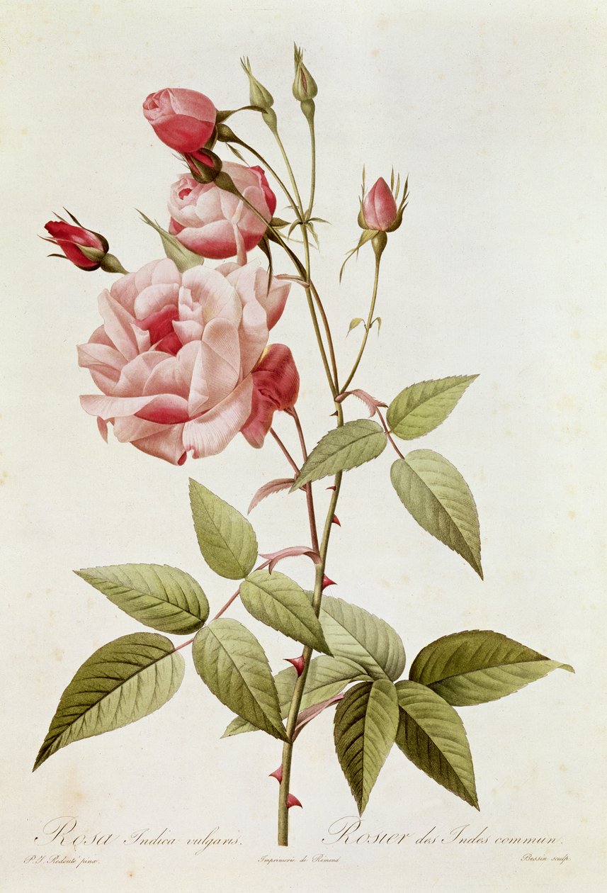 Rosa Indica Vulgaris, z „Les Roses” Claude
