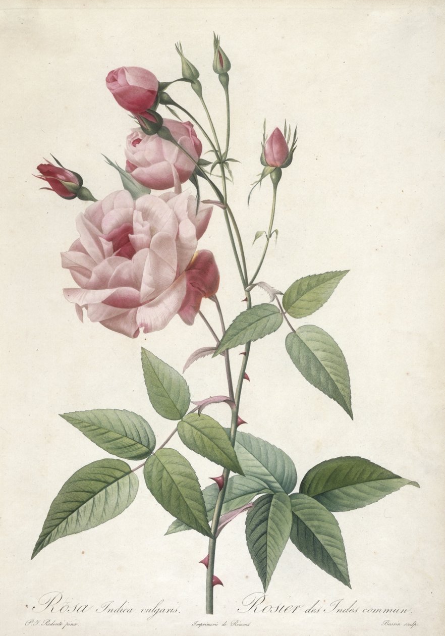 Rosa Indica vulgaris, pospolita róża indyjska, z Les Roses, 1817-24 (ręcznie barwione kropki) autorstwa Pierre Joseph Redouté