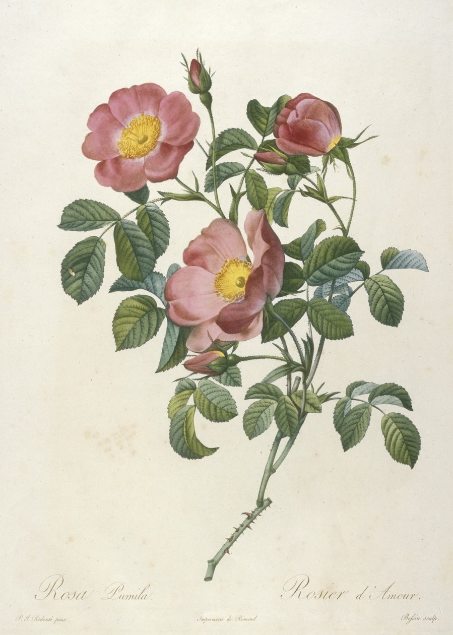 Rosa Pumila, Rosier dAmour, z La Couronne Des Roses, 1817-24 (ręcznie kolorowane kropkowane grawerowanie) autorstwa Pierre Joseph Redouté