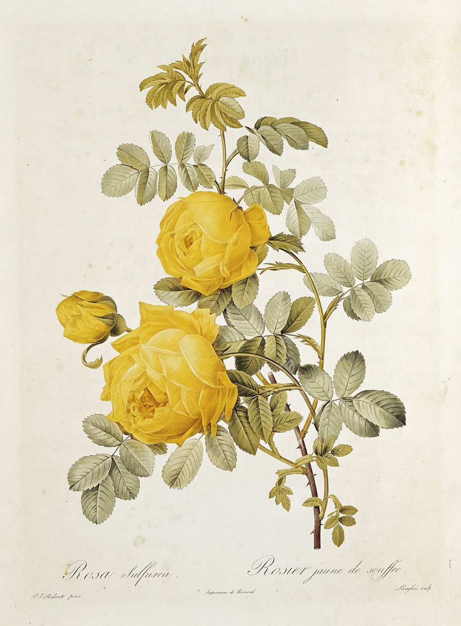 Rosa Sulphurea (żółta róża) z „Les Roses” Claude