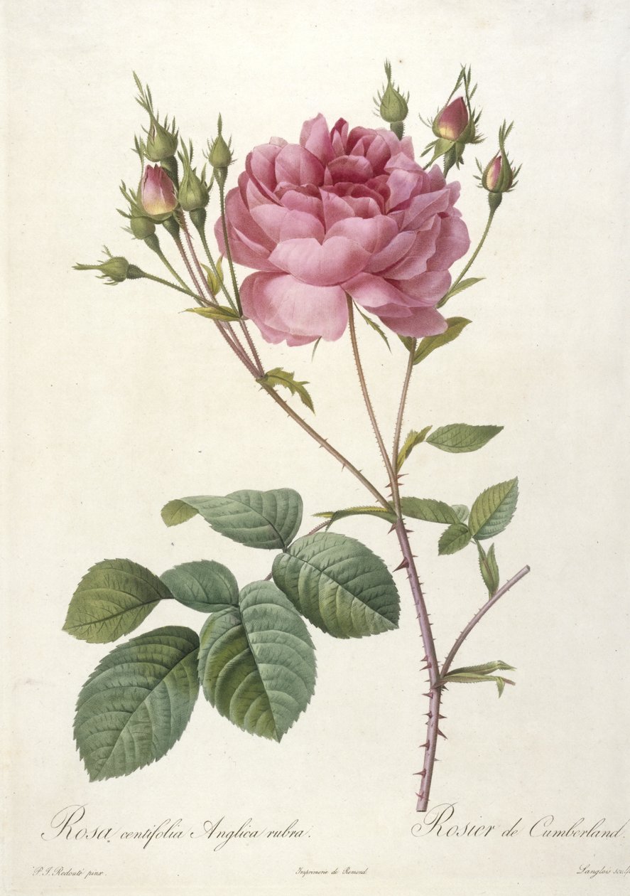 Rosa centifolia Anglica rubra, Rosier de Cumberland, z Les Roses, 1817-24 (ręcznie barwione punktowe grawerowanie) autorstwa Pierre Joseph Redouté