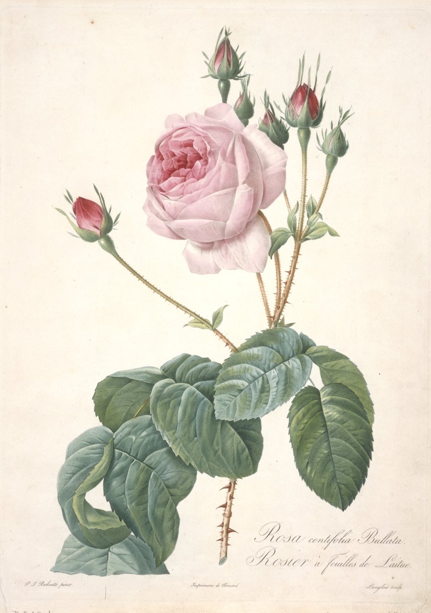 Rosa centifolia Bullata, Krzak róży z liśćmi sałaty, z Les Roses, 1817-24 (ręcznie barwione kropkowane grawerowanie) autorstwa Pierre Joseph Redouté