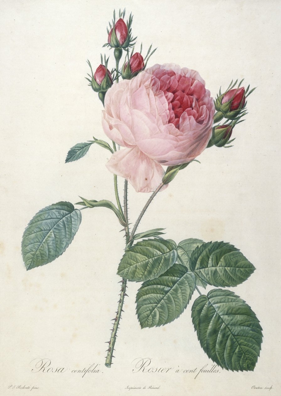 Rosa centifolia, Rosier a cent-feuilles, z Les Roses, 1817-24 (ręcznie barwione kropkowane grawerowanie) autorstwa Pierre Joseph Redouté