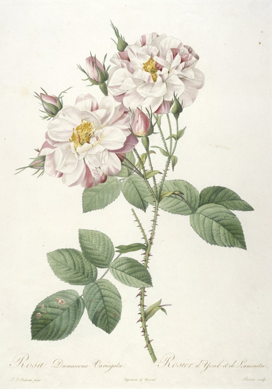 Rosa damascene variegata, Rosier d’Yorck et de Lancastre, z La Couronne des Roses, 1817-24 (ręcznie barwione punktowe grawerowanie) autorstwa Pierre Joseph Redouté