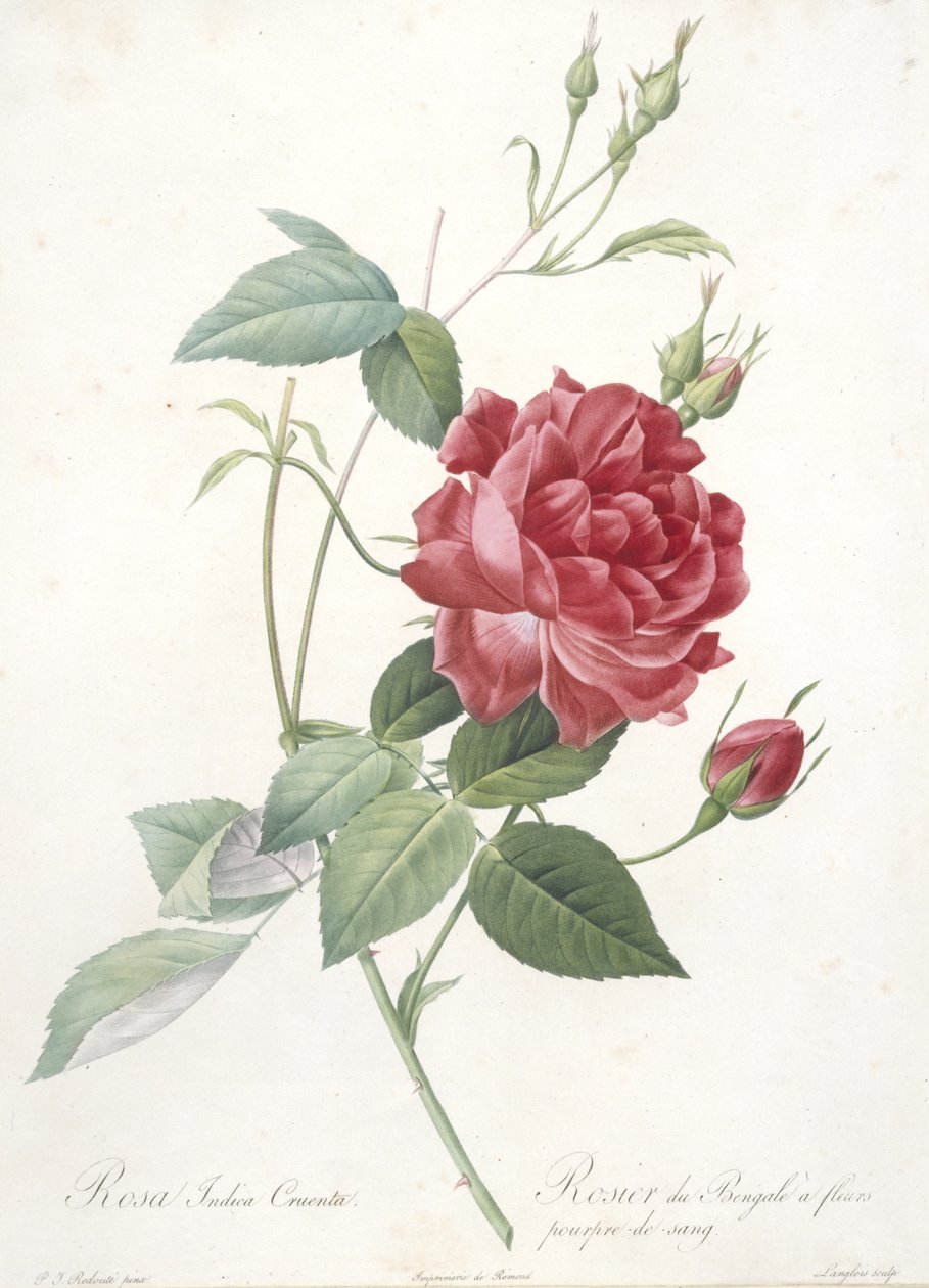Rosa indica cruenta, róża bengalska z krwistofioletowymi kwiatami, z Les Roses, 1817-24 (ręcznie barwione kropkowane grawerowanie) autorstwa Pierre Joseph Redouté