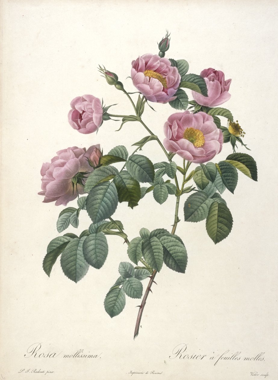 Rosa mollissima, Delikatna róża, z Les Roses, 1817-24 (ręcznie barwiony grawer punktowy) autorstwa Pierre Joseph Redouté
